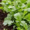 coriander | little sun seeds