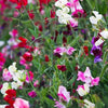 sweetpeas | little sun seeds