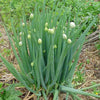 welsh onion | little sun seeds